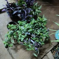 عمده فروش برگ بیدی وارغوانی