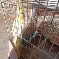 یک جفت عروس هلندی لوتینو|پرنده|مهدی شهر, |دیوار