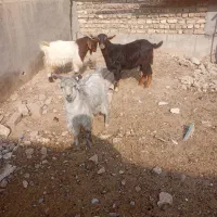 سه راس بزغاله نر