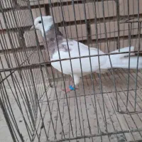 ک ف ت ر|حیوانات|آباده, |دیوار