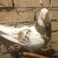 کفتر طوقی|پرنده|بندر ماهشهر, |دیوار