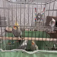 تعدادی عروس هلندی قشنگ و زیبا