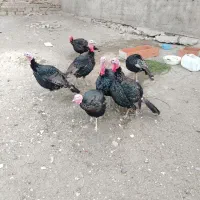 بوقلمون نر محلی|حیوانات مزرعه|بوکان, |دیوار