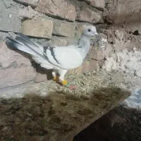 شامی ماده|پرنده|قزوین, |دیوار