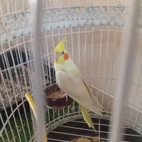 عروس هلندی|پرنده|شیراز, جوادیه|دیوار