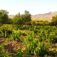 باغ انگور ۳۲۰۰متری|فروش زمین و ملک کلنگی|آبگرم, |دیوار