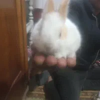 خرگوش مینیاتری