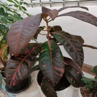 گل آپارتمانی و تزیینی|گل و گیاه طبیعی|مشهد, جاهد شهر|دیوار