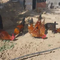 فروش خروس گلین|حیوانات مزرعه|مهاجران, |دیوار