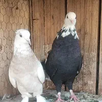 2 عدد ماده مست 1 عدد خال قرمز مقلف
