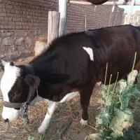 فروش گوساله سیمینتال ۱۲ ماهه