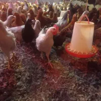 طاقچه 140روزه