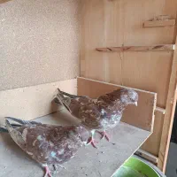 سلام پنج کبوتر خوب|پرنده|زابل, |دیوار