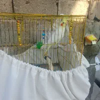 عروس هلندی  با قفس