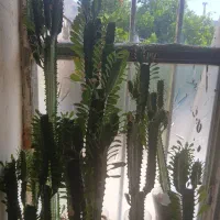 گل افبوریا