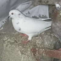 کبوتر کفتر جوجه|پرنده|صومعه‌سرا, |دیوار