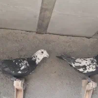 فروش دس کفتری