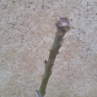 انبه ایرانی|خدمات باغبانی و درختکاری|میناب, |دیوار