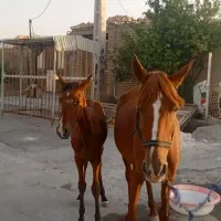 مادیون عرب با کره|اسب و تجهیزات اسب‌سواری|اهواز, فاز ۲ پادادشهر|دیوار