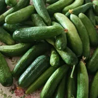خیارمغان درجه یک