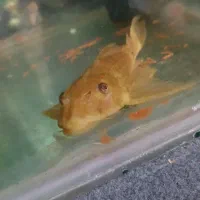 فلاور کت سلفین کت رافاعل