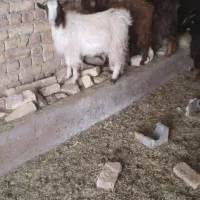 7راس بزغاله نرو ماده