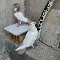 کفتر پرستویی|پرنده|قم, نیروگاه|دیوار