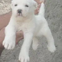 آلابای ترکمن مخصوص نگهبانی و گله فقط سه وپانصد