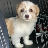 سگ شیتزو مالتیز|سگ|سرخرود, |دیوار