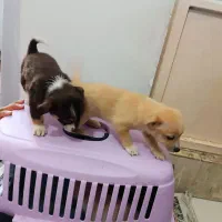 توله شیواوا|سگ|قرچک, پویینک|دیوار