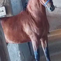 ورزش وتفریح وشادی|اسب و تجهیزات اسب‌سواری|یزد, |دیوار