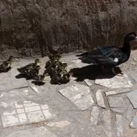 جوجه اردک اسرائیلی