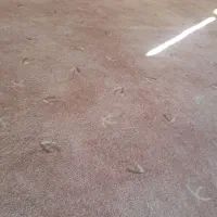 دو تخته موکت پالاز