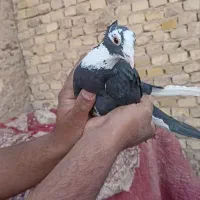 کبوتر پلنگ سیاه کاکل کرمانی
