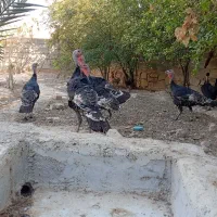 بوقلمون محلی و ارگانیک|حیوانات مزرعه|بهبهان, |دیوار
