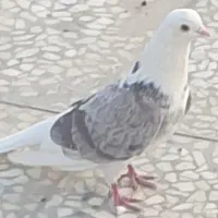 هما سرور نر|پرنده|پردیس, فاز ۲|دیوار