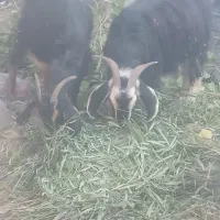 بز جوان|حیوانات مزرعه|الوند, |دیوار