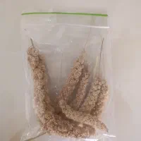 ارزن خوشه ای