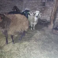 فروش چهار عدد تخلی گوشتی|حیوانات مزرعه|ایواوغلی, |دیوار