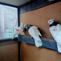 طوقی ماده تا اگهی هستموجود