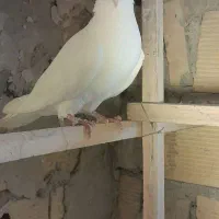 کبوتر غریب گیر
