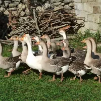 غاز محلی گرید A با بالاترین کیفیت ممکن|حیوانات مزرعه|شاندرمن, |دیوار