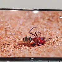 تلویزیون ۳۲ سام