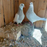 کبوتر طوقی|پرنده|رودشت (اصفهان), |دیوار