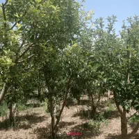 باغ ۱۰۳ متری در لواسان (جاده اصلی افجه )