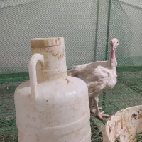 فروش جوجه بوقلمون گوشتی بیوتیک 6|حیوانات مزرعه|بیرجند, |دیوار