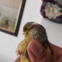 قناری گلستر|پرنده|گلبهار, شهر جدید گلبهار|دیوار