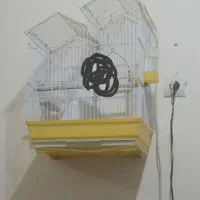 قفس عروس هلندی و  فنج ...