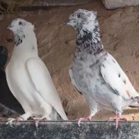 کفتر کبوتر