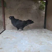 فروش کبوتر|پرنده|ابرکوه, |دیوار